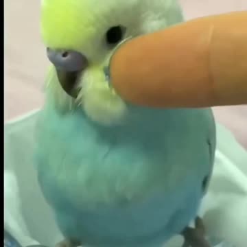 The cute growth of little bird 🤩😍