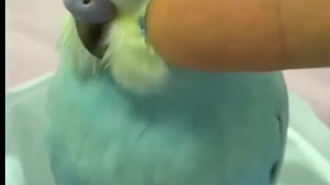 The cute growth of little bird 🤩😍