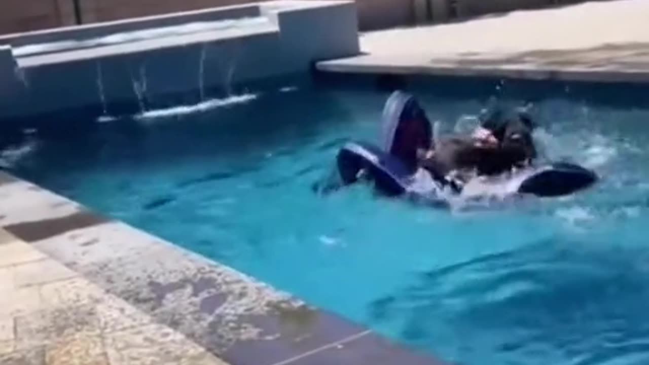 Funny dog video