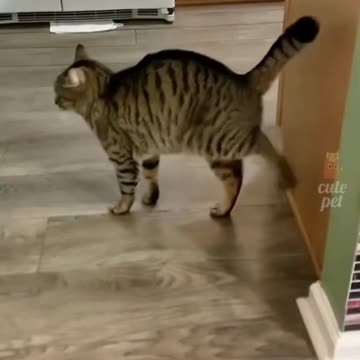 funny cat funny vedios