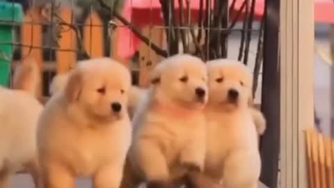 Cute and smart dogs video compilation #22