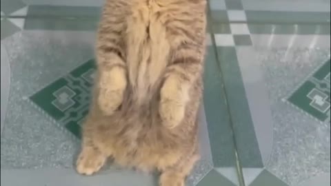 Funny dog and cats video 2022