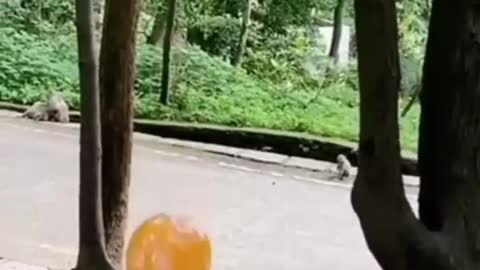 Monkey style funny