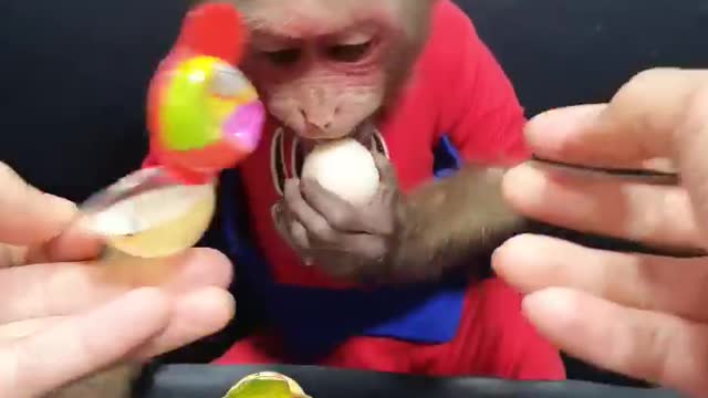 Cute Monkey Bin 2 Years Old