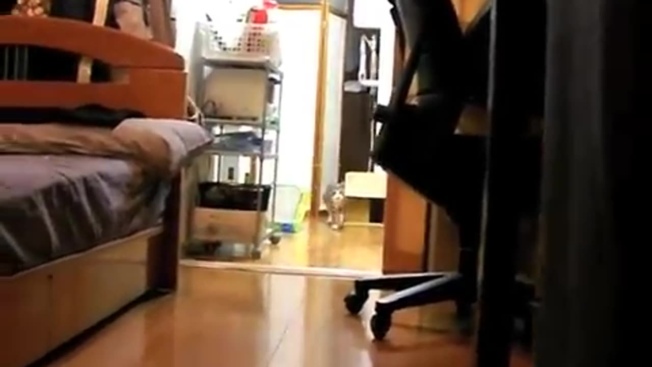 Funny Animal Video #JustforFun #Funny <3 #Cats&Dogs #Cat Video 5
