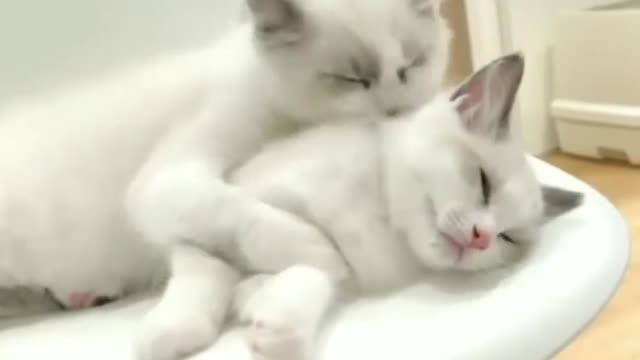 Beautiful cat cute cat and baby cat video🐱🐱🐱