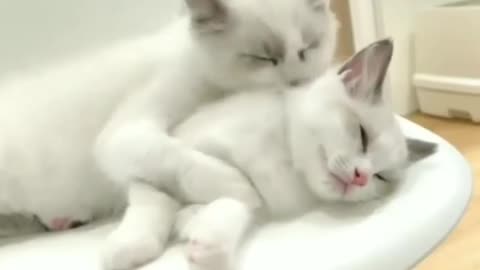 Beautiful cat cute cat and baby cat video🐱🐱🐱