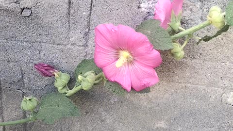 Home garden with full of flowers.