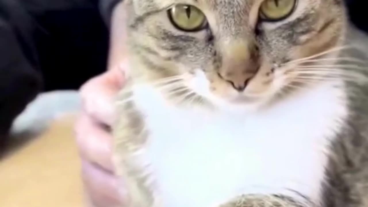 Cute Cats & Funny Cats 😍😍😅😅 #shorts #reels #cats #viral #mmvcats