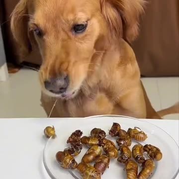 Quien quiere insectos a comer? Cambio Climatico