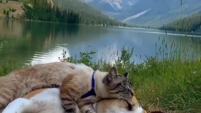 Two friends have slept with a cat and a dog