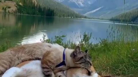 Two friends have slept with a cat and a dog