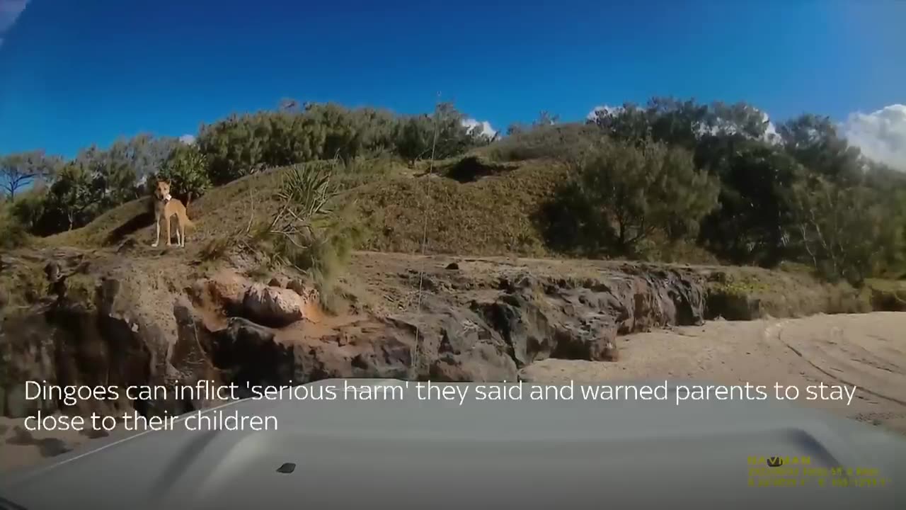 AUSTRALIA _ DINGO BITES SUNBATHING TOURIST IN FINLAND 🔥