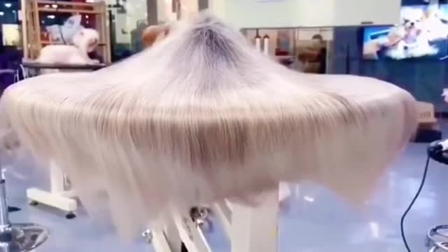 cute animals hair
