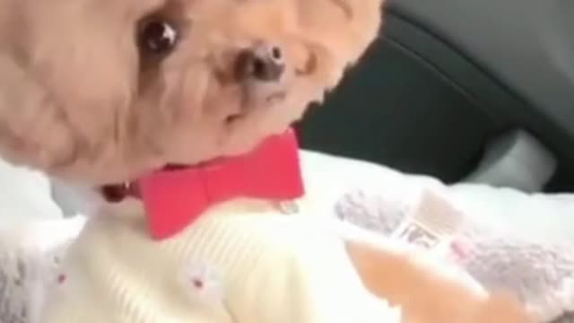 funny and cute puppy