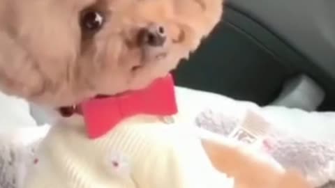 funny and cute puppy