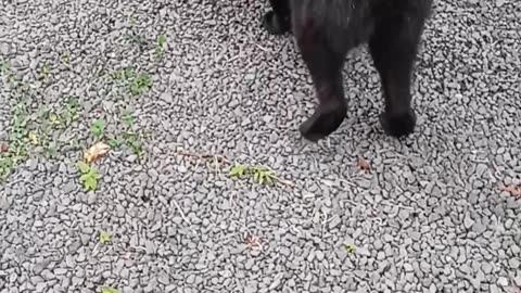 Sweet Cat