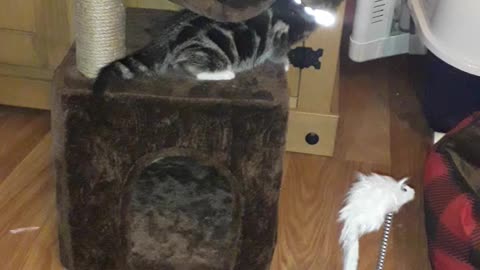 Leo playing