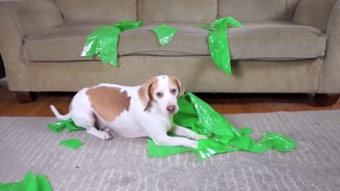 Dog Pranked - with Alien