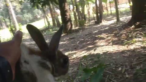 Feeding Cats Kills Rabbit