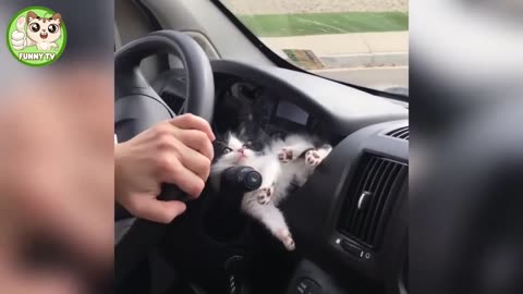 Fun By Animals