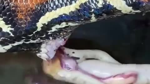 Magic Snake
