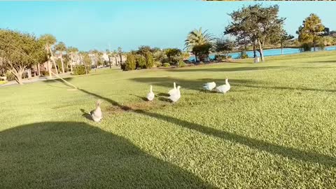 Birds of the same color flock together