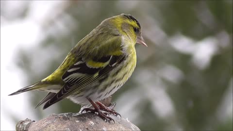 bird songbird nature animal winter