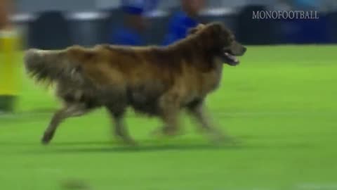 Funny Video animal at football lol