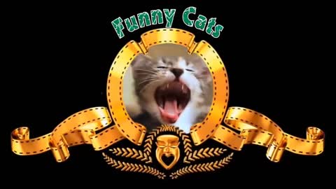 Funny Cats Will Make You Laugh For Hours!!!