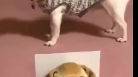 Funny dog (😂😂 try not To smile)