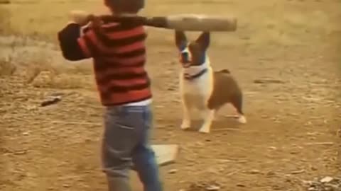 Everyone will be jealous of the dogs owner