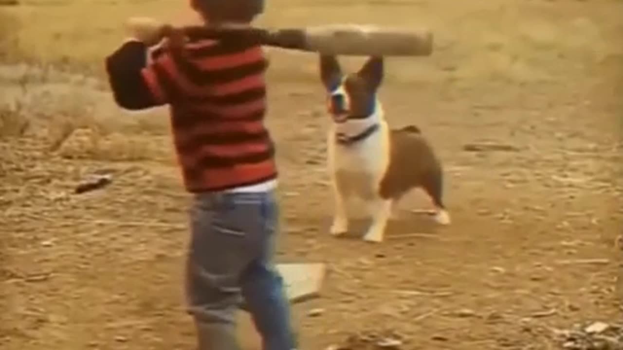 Everyone will be jealous of the dogs owner