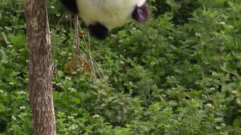 WorldPandaDay