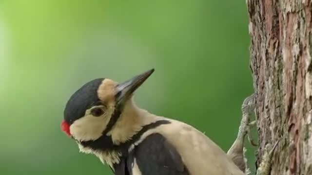 #Nature is beautiful 🤍 #birds #wildlife #peaceful 📹 Lawrence Chatton