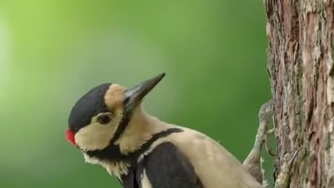 #Nature is beautiful 🤍 #birds #wildlife #peaceful 📹 Lawrence Chatton