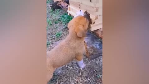 funny moments of cute pets