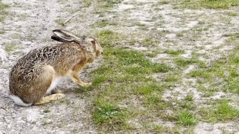 Animal sounds around us
