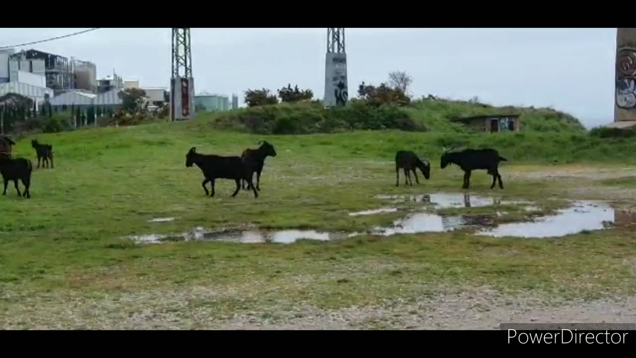 Pilgrim Goats