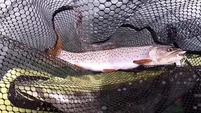 they out chomping on tubes