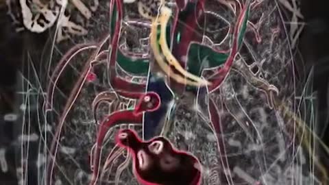 A píton birmanesa, a maior máquina de matar da natureza 🐍😱 #CacadoresDePitons