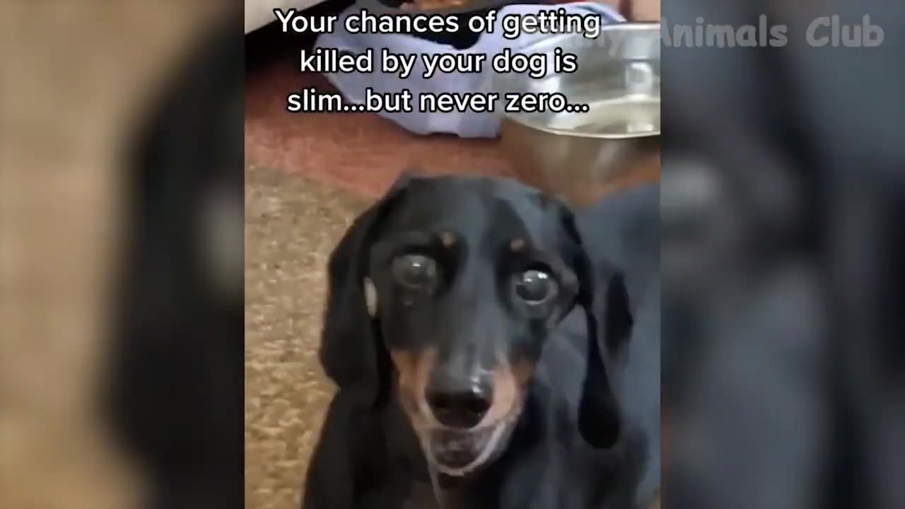 Funny Animal Video 😂