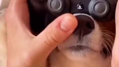 This, this is Entertainment🎮🐶
