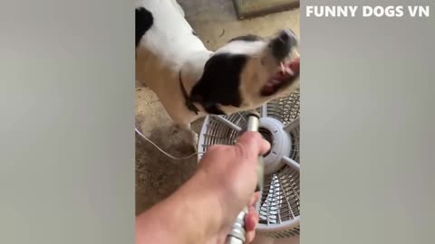 Funny animal videos