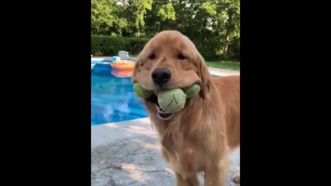 Funny And Cute Dogs 🐶 and Puppies Compilation 2021_ Try Not To Laugh