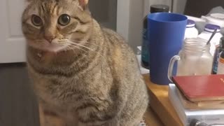 Can't get any thing done 🤣😂