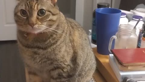 Can't get any thing done 🤣😂