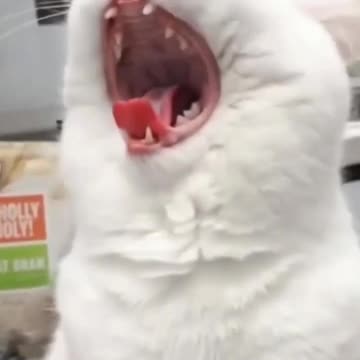 Cute cat ! 26 Jun 2023 #funny