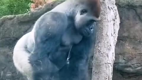 The gorilla