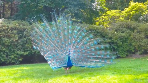 Peacock dance